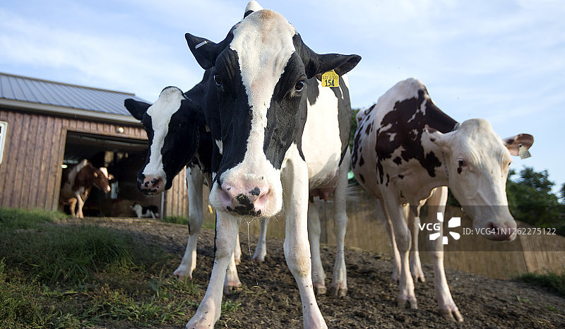 农场里的奶牛图片素材