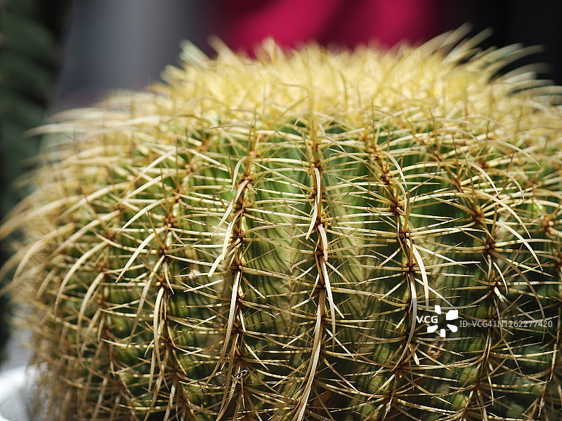 绿色仙人掌树干与盛开的自然背景图片素材