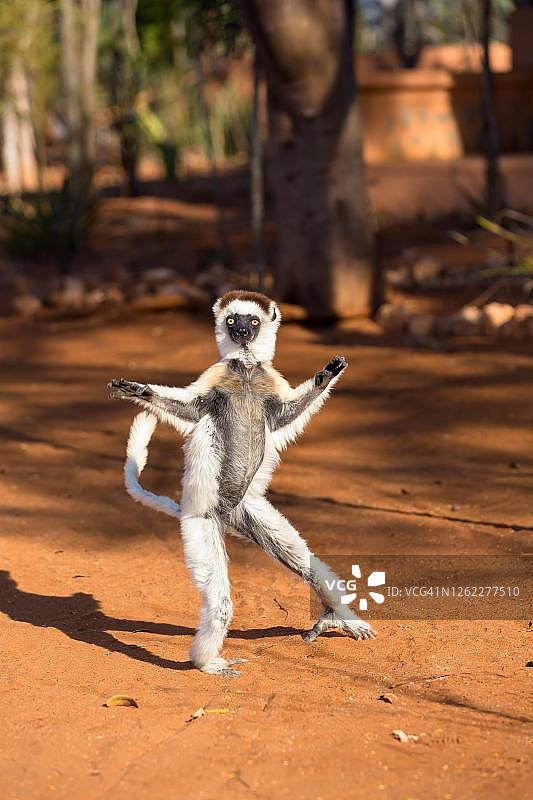 维氏冕狐猴，在地面上，贝伦蒂保护区，马达加斯加南部，马达加斯加图片素材