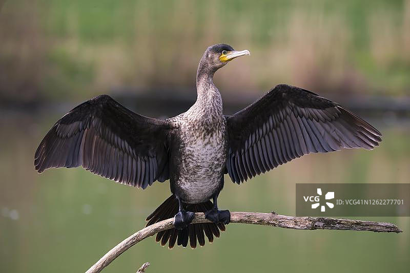 德国巴伐利亚，鸬鹚在树枝上晾晒翅膀图片素材