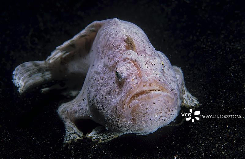 印度尼西亚蓝碧海峡沙地上的巨型躄鱼图片素材