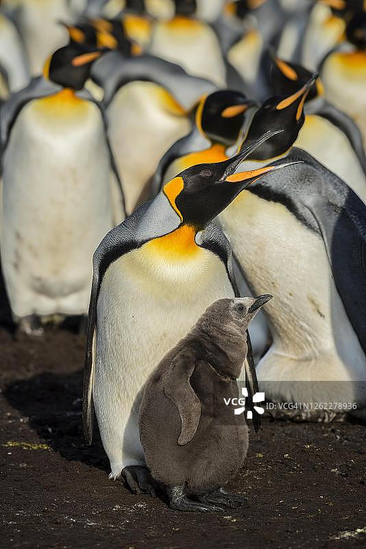 福克兰群岛志愿点,带雏鸟的国王企鹅(Aptenodytes patagonicus)繁殖群落图片素材