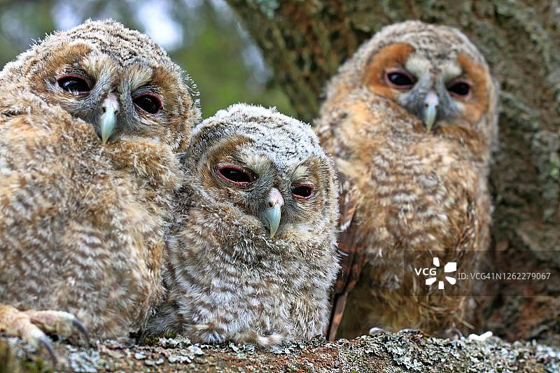 三只栖息在树上的褐色鸮图片素材