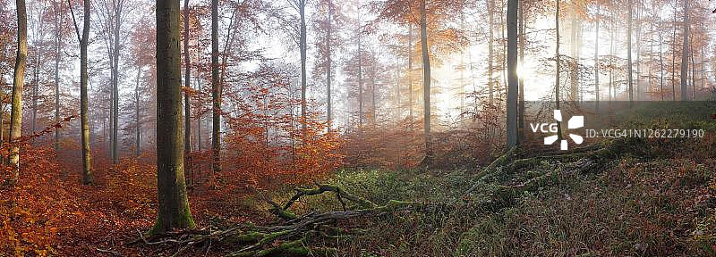 德国黑森州拉恩-迪尔地区索尔姆斯，秋季山毛榉森林的早晨图片素材