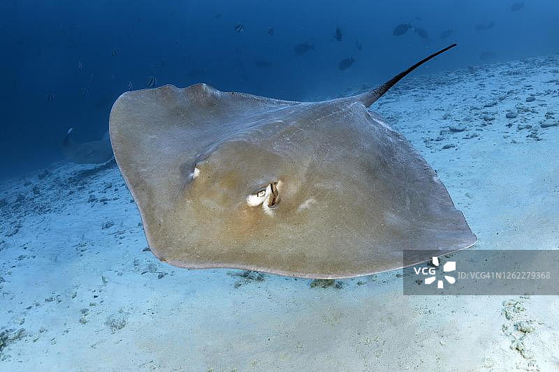 粉色魔鬼鱼漂浮在沙质海底，大堡礁，联合国教科文组织世界遗产，珊瑚海，太平洋图片素材