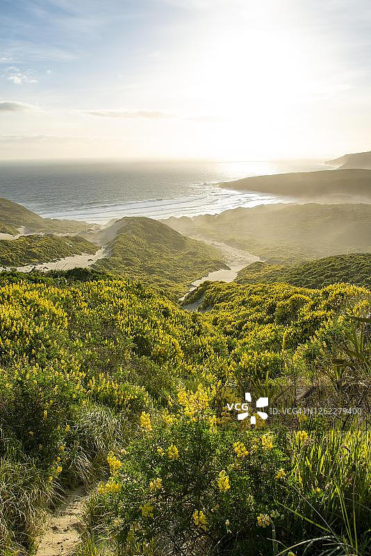 沙丘上的黄色羽扇豆（黄花羽扇豆），海湾景色，新西兰奥塔哥地区沙蝇湾图片素材