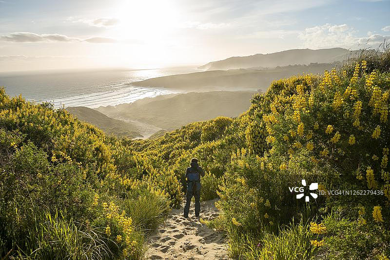 年轻男人在沙丘上的黄色羽扇豆丛中，眺望沙滩海岸，位于新西兰奥塔哥半岛沙蝇湾图片素材