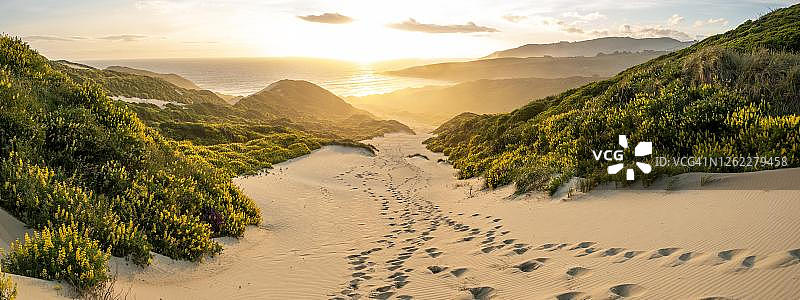 沙丘上的黄色羽扇豆（黄花羽扇豆），海湾景色，新西兰奥塔哥地区沙蝇湾图片素材