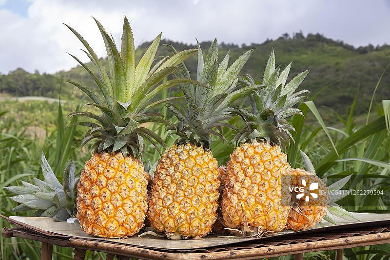 新鲜采摘的成熟菠萝，毛里求斯图片素材