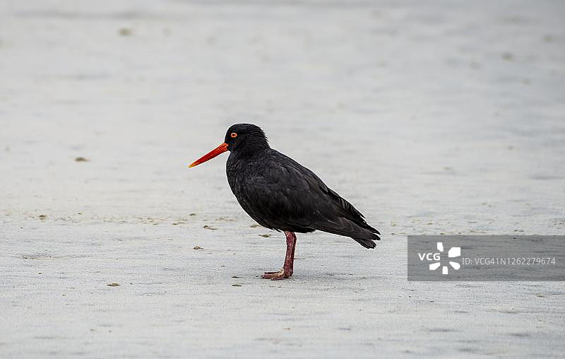 可变蛎鹬（Haematopus unicolor）位于海滩，沙蝇湾，奥塔哥，南岛，新西兰图片素材