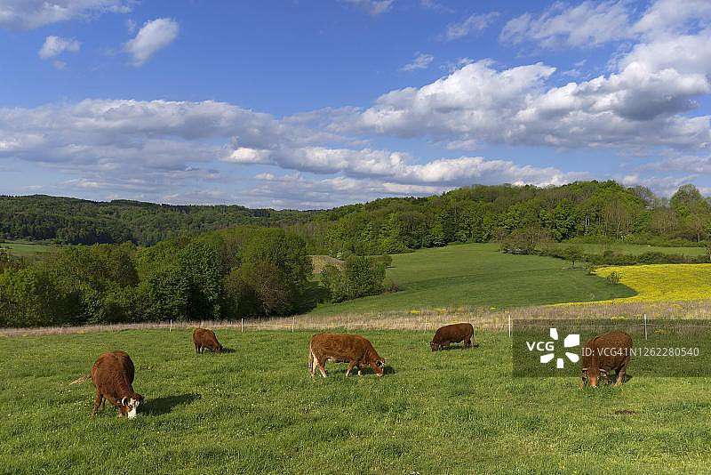 上弗兰肯巴伐利亚德国牧场上的利穆赞牛图片素材