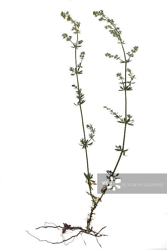 白色背景上的白床草或篱床草(Galium album)，德国图片素材