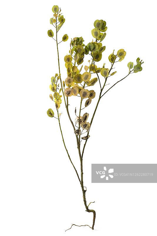 德国背景上的菥莤与种子荚图片素材