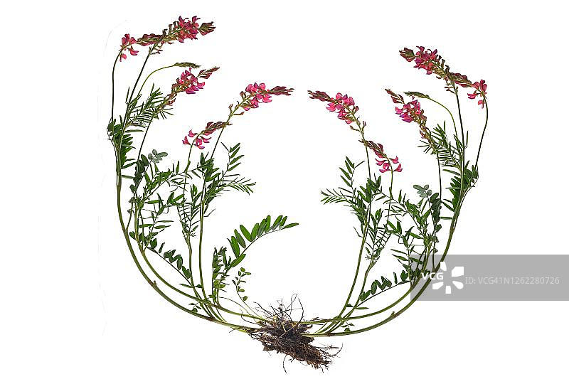 德国白背景上的红豆草图片素材