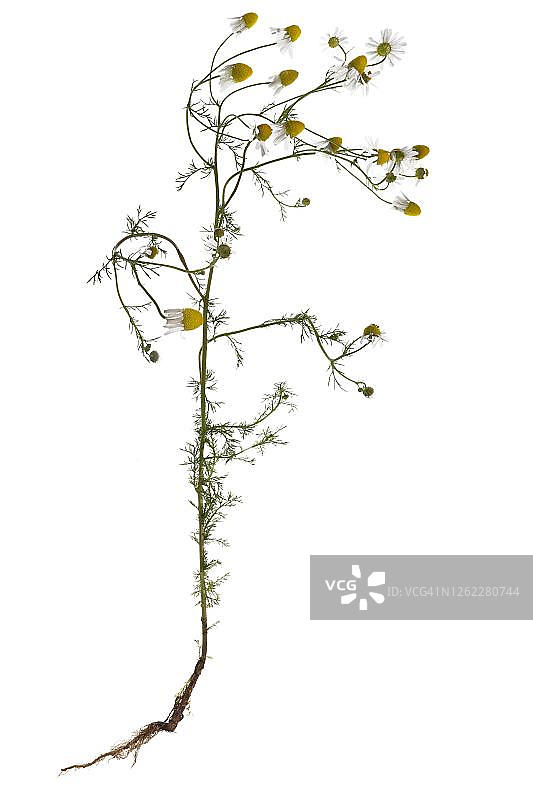 德国洋甘菊（Matricaria chamomilla），德国图片素材