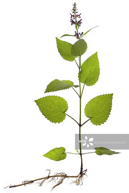 德国，白色背景上的猪毛草图片素材