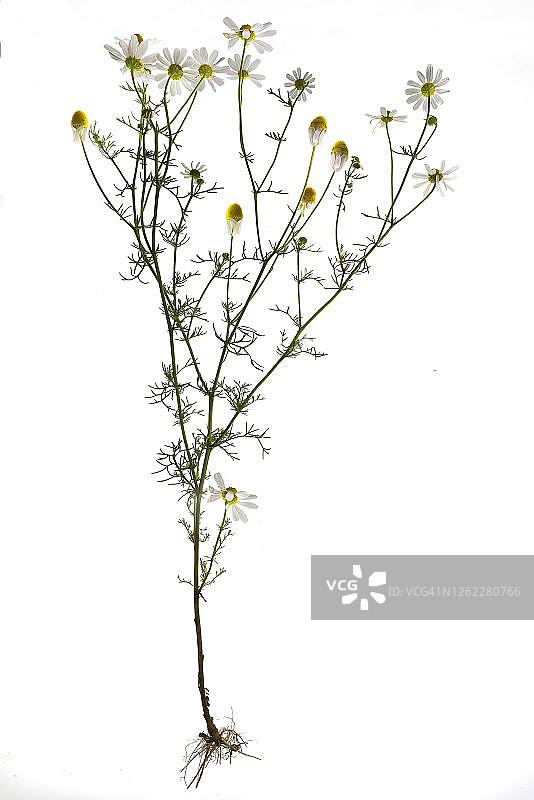 德国洋甘菊（Matricaria chamomilla），德国图片素材
