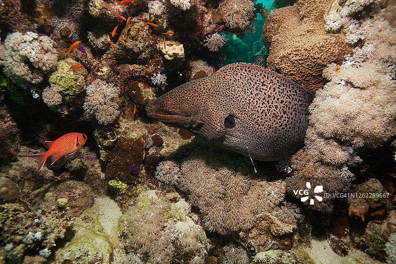 水下巨型海鳝图片素材