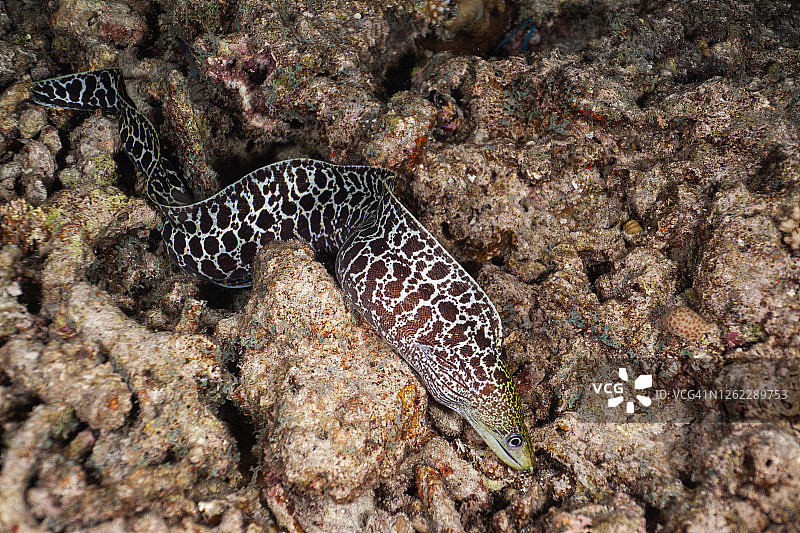 水下巨型海鳝图片素材