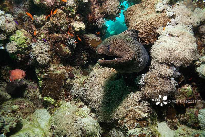 水下巨型海鳝图片素材