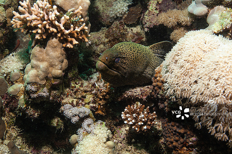 水下巨型海鳝图片素材