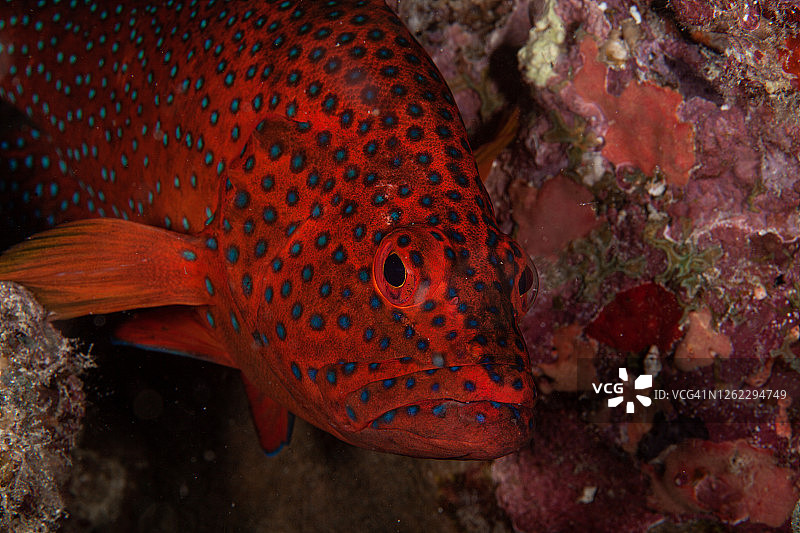 拿骚石斑鱼和蓝色斑点珊瑚石斑鱼图片素材