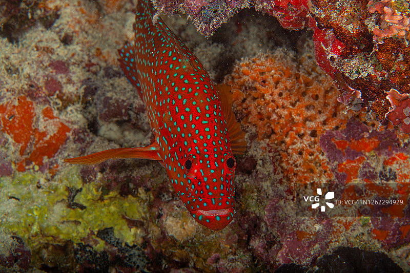 拿骚石斑鱼和蓝色斑点珊瑚石斑鱼图片素材