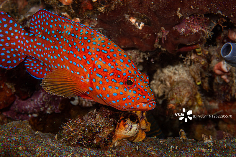 拿骚石斑鱼和蓝色斑点珊瑚石斑鱼图片素材