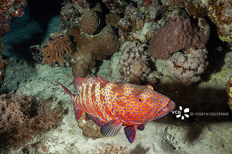 拿骚石斑鱼和蓝色斑点珊瑚石斑鱼图片素材