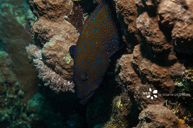 拿骚石斑鱼和蓝色斑点珊瑚石斑鱼图片素材