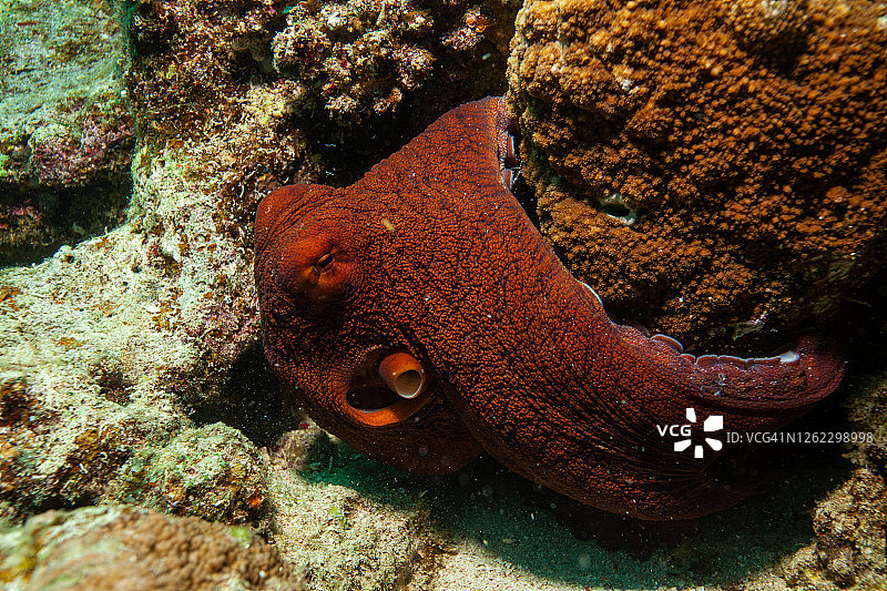 珊瑚礁上的红色章鱼图片素材