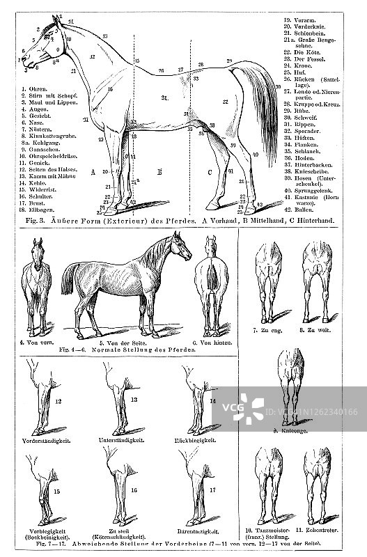 马匹外部结构古老雕刻插图：马科动物解剖学图片素材