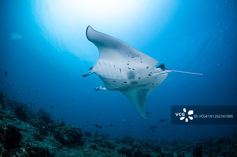水下漂浮的蝠鲼图片素材