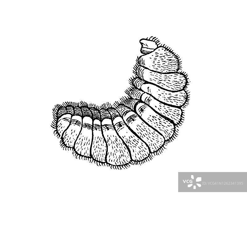 红木蚁古老雕刻插图（Formica rufa）图片素材