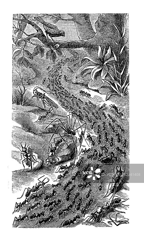 蚂蚁巢穴的古老雕刻插图，昆虫学图片素材