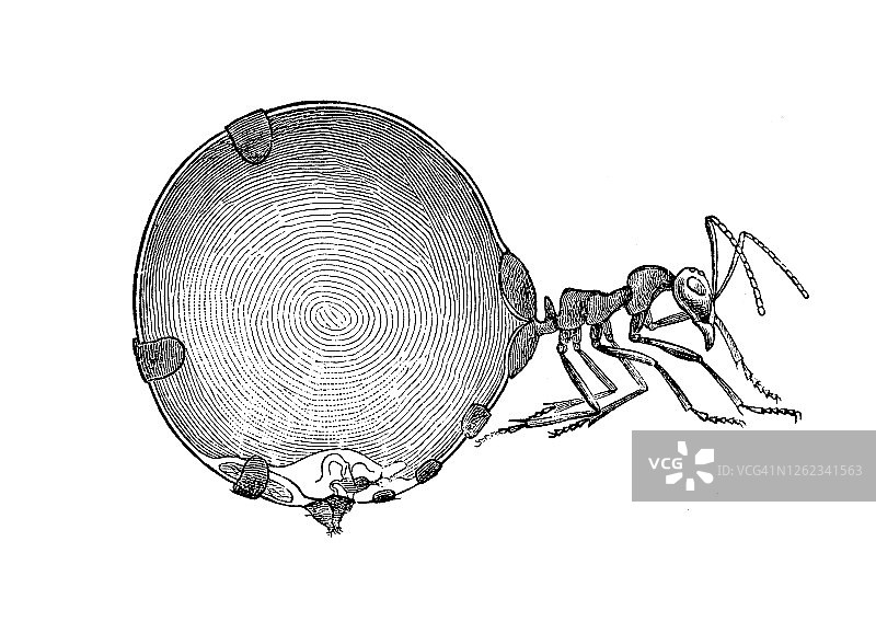 蜜蚁古版画插图图片素材