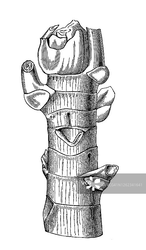 伞树和蚂蚁植物的古老雕刻插图图片素材