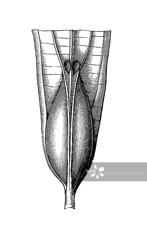 蚁栖植物古老雕刻插图图片素材