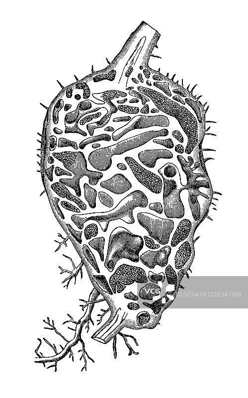 蚁栖植物古版画插图图片素材