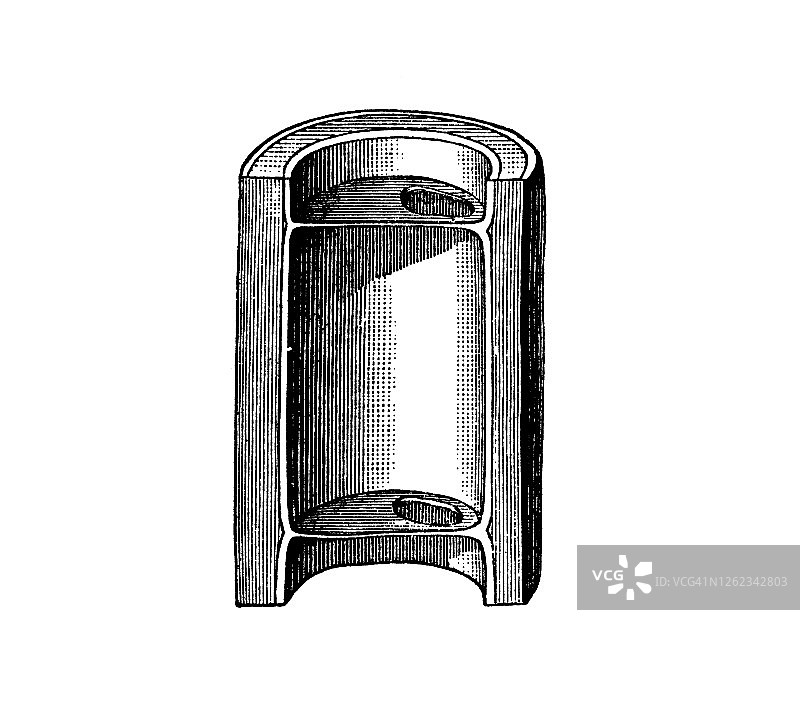 伞树和蚂蚁植物的古老雕刻插图图片素材