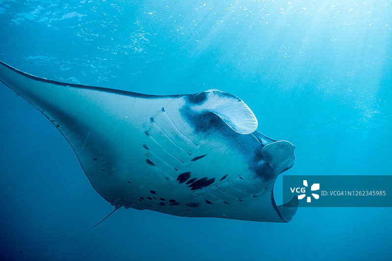水下漂浮的蝠鲼图片素材