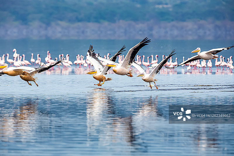 野生环境中起飞的大白鹈鹕与水中觅食的火烈鸟图片素材