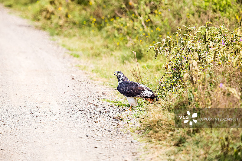 纳库鲁湖附近的黑白鹰图片素材