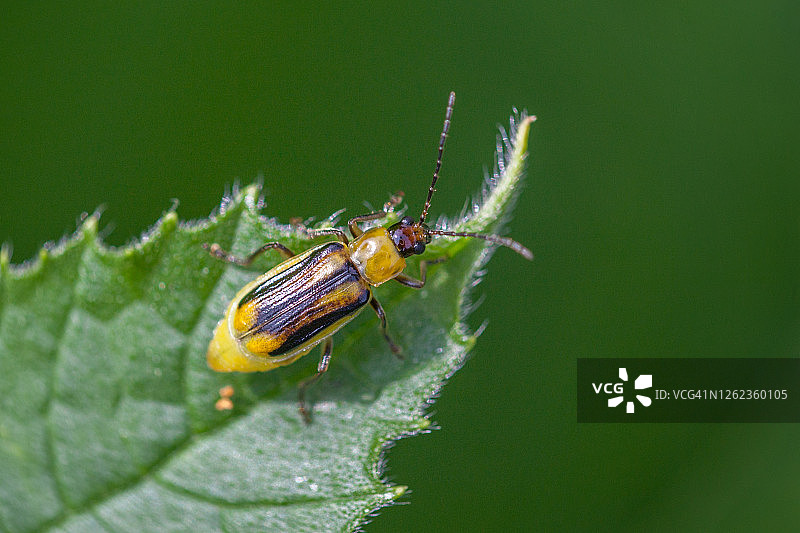 玉米根叶甲图片素材