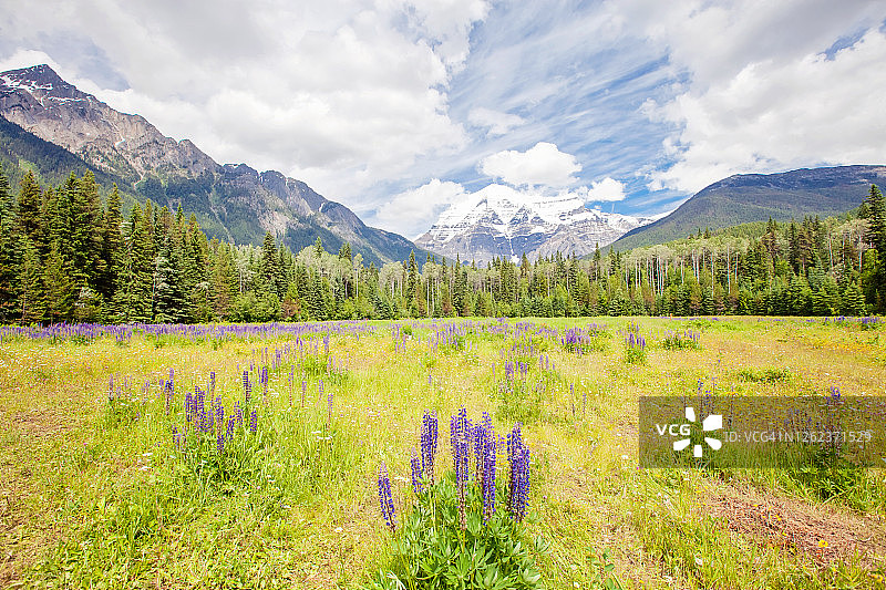 罗布森山和野花图片素材