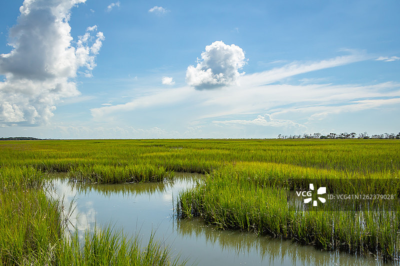 沼泽草图片素材