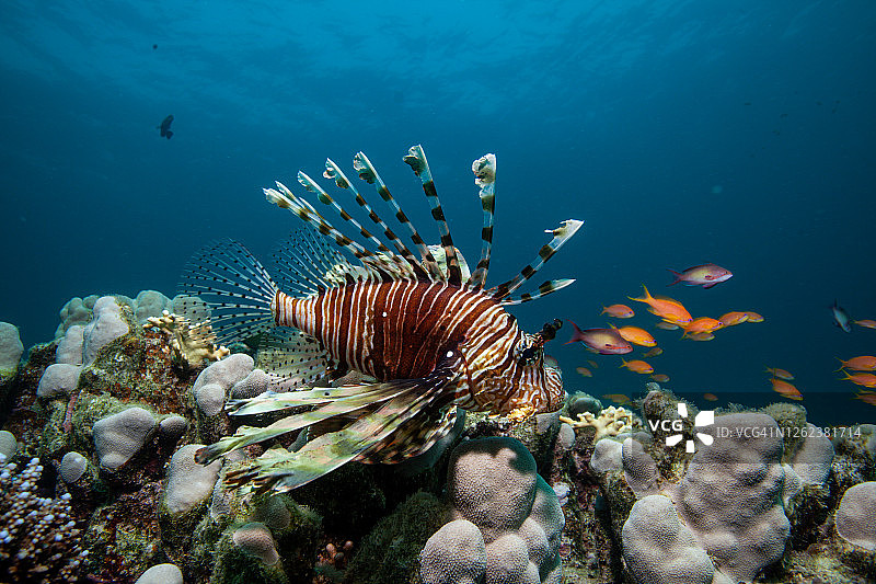 珊瑚礁上的狮子鱼图片素材