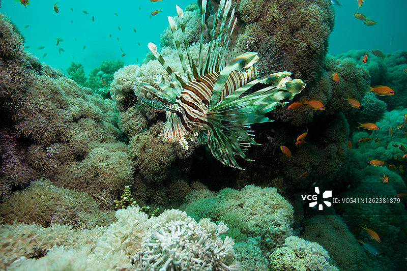 珊瑚礁上的狮子鱼图片素材