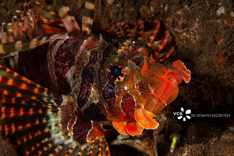 珊瑚礁上的狮子鱼图片素材