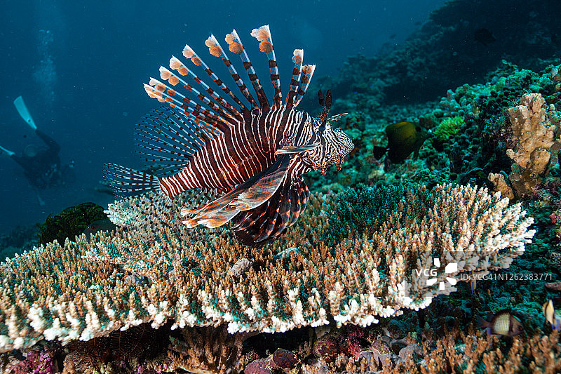 珊瑚礁上的狮子鱼图片素材